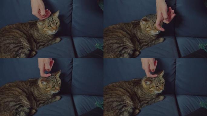 宠物主人爱抚躺在沙发上的担心的虎斑猫