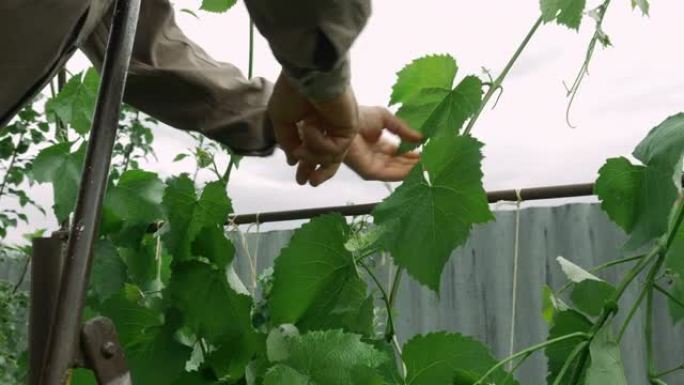 老人独自一人，在家做园艺。成熟的农民双手在果园里绑住一束葡萄。农业概念