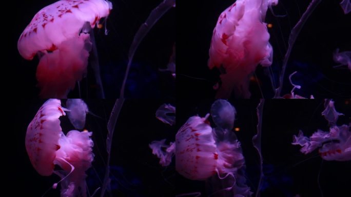 唯美漂亮海洋生物水族馆水母实拍
