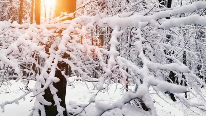 童话般的冬季景观。在平静的日子里，森林里积雪覆盖的树。