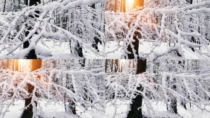 童话般的冬季景观。在平静的日子里，森林里积雪覆盖的树。