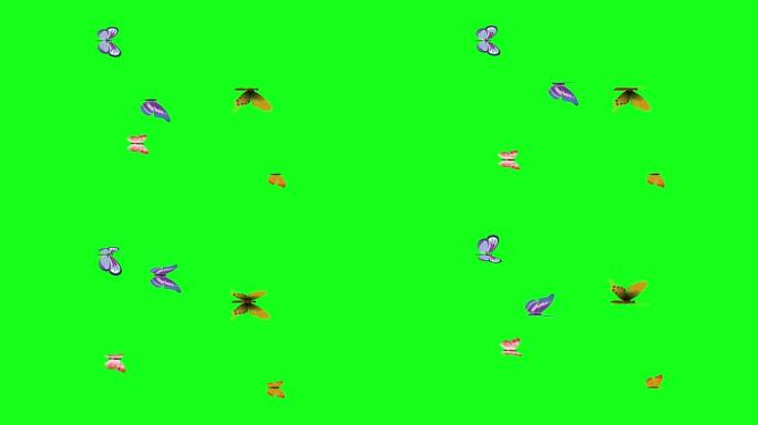 一群蝴蝶在绿屏上飞行色键，图形源元素动画