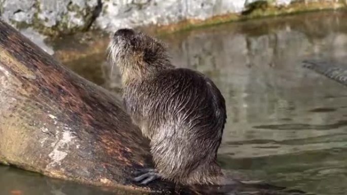 Coypu，Myocastor coypus，又称河鼠或nutria