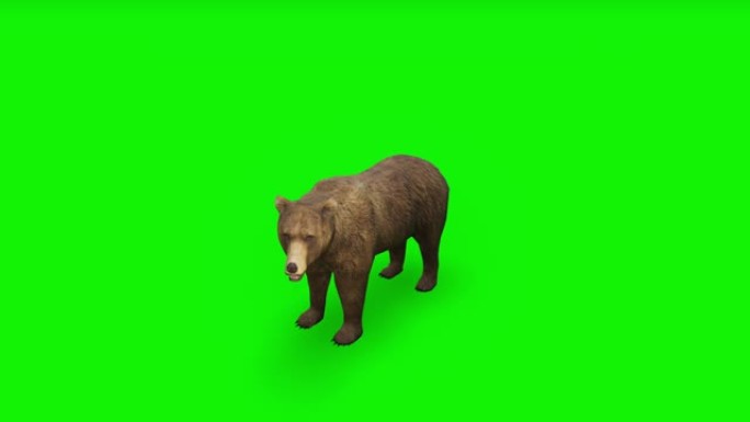 攻击棕熊-高质量、色键和可循环