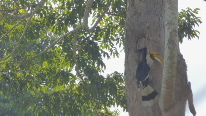 雄性大犀鸟在树梢上的巢中向雌性大犀鸟喂食果实。