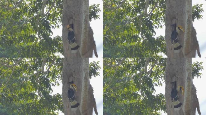 雄性大犀鸟在树梢上的巢中向雌性大犀鸟喂食果实。