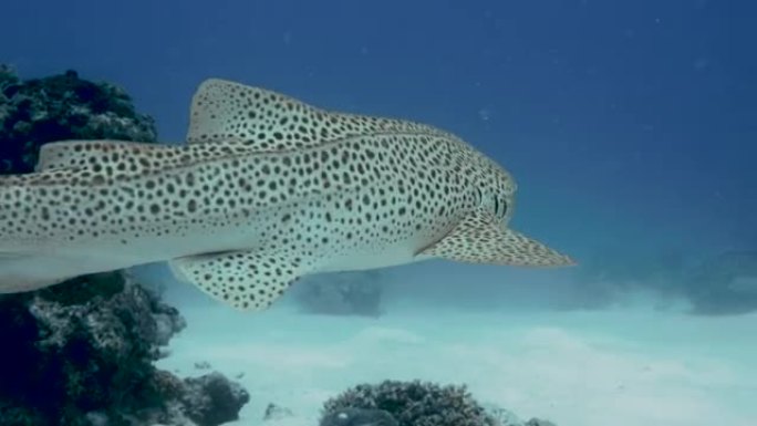 濒临灭绝的斑马鲨游泳。大堡礁。太平洋