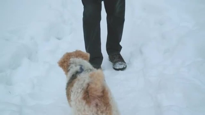 冬天，寒冷和下雪。这只狗是一只卷曲的小狐狸梗和一条男人的腿