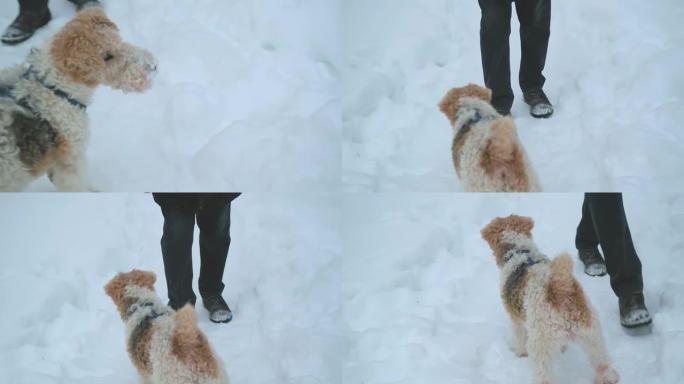冬天，寒冷和下雪。这只狗是一只卷曲的小狐狸梗和一条男人的腿