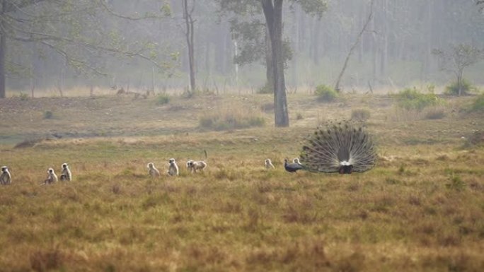 哈努曼叶猴和孔雀在印度的中央森林中跳舞