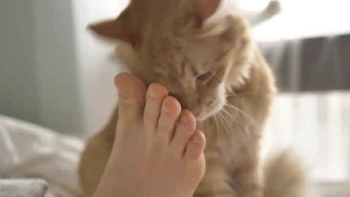 可爱的猫舔和抚摸躺在床上的人的脚底
