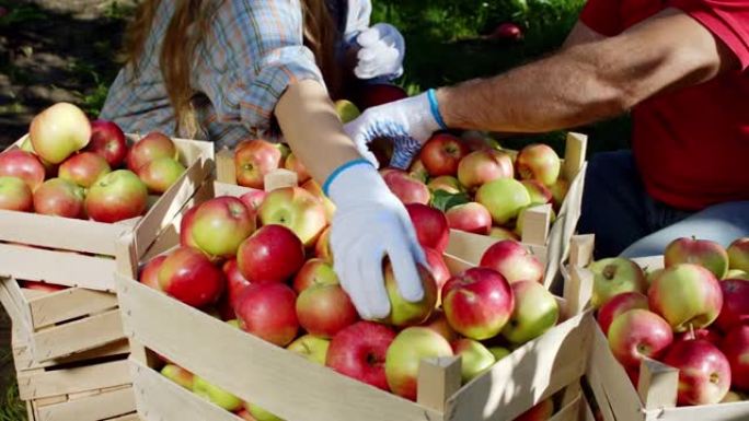 细节在苹果园的季节性工人选择新鲜的苹果从木箱工人戴着防护手套。在阿里·阿列克谢迷你上拍摄。