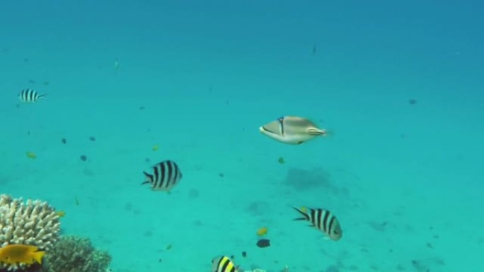 红海中的毕加索金鱼鱼