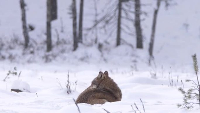 几只狼在冬天的森林里在雪地里奔跑