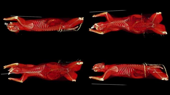 猫肌肉和骨骼的x射线ct扫描