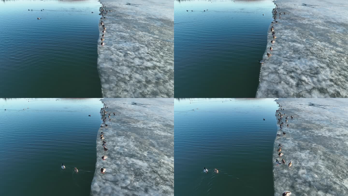 湖水中冰岸上的绿头鸭