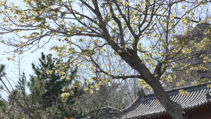古典房顶大树树叶