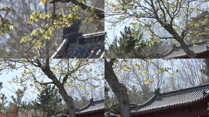 古典房顶大树树叶