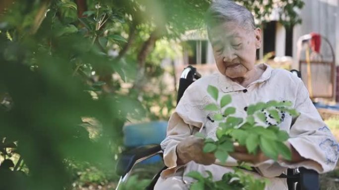 亚洲中国老年人因痴呆症或阿尔茨海默氏病而失去记忆，晚上喜欢采摘园艺装饰