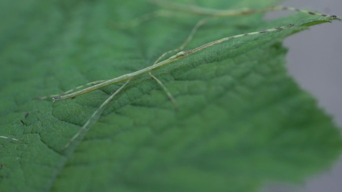 竹节虫