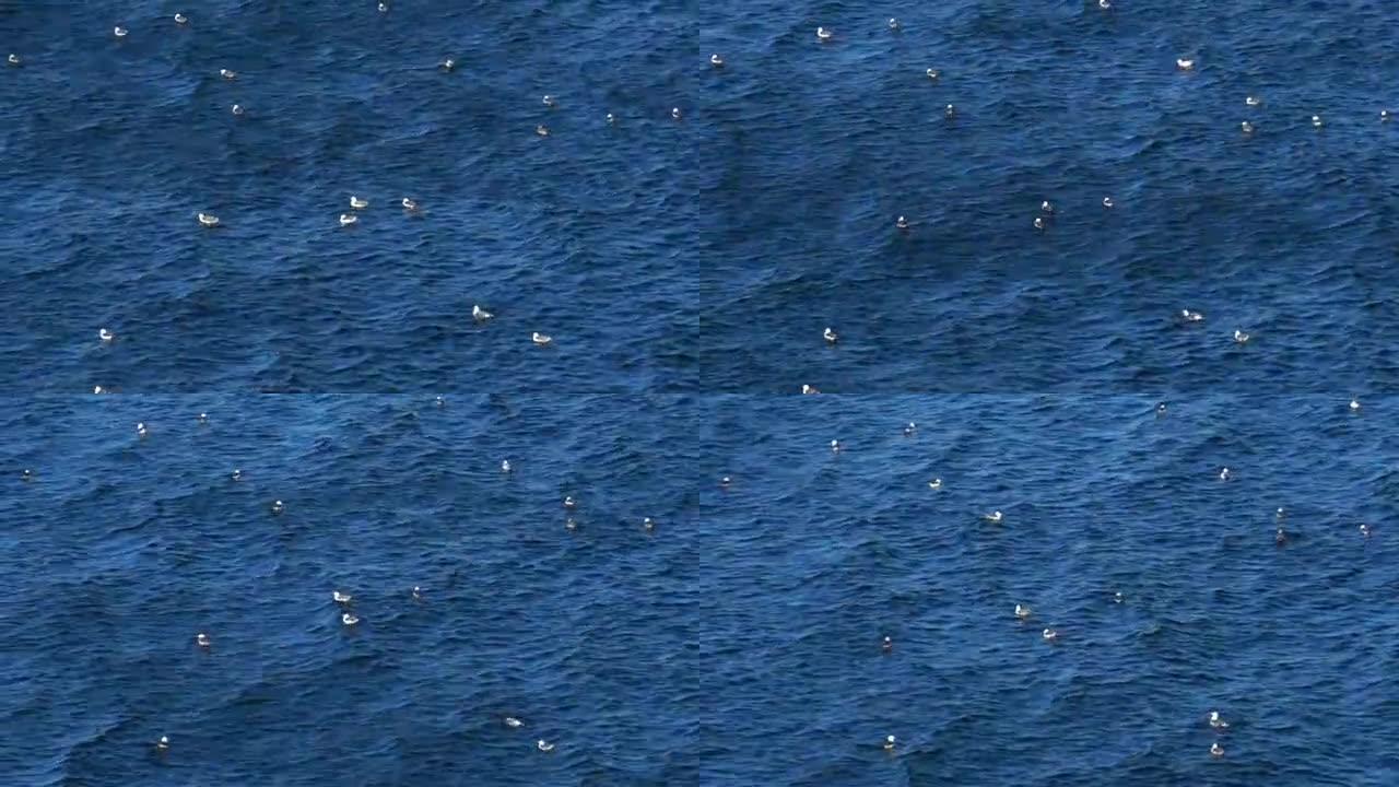 海鸥在海面上休息波浪水波纹海鸟