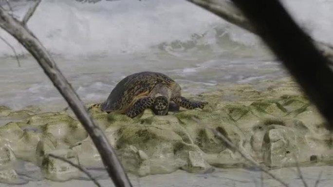 塞舌尔表哥岛上濒临灭绝的玳瑁筑巢