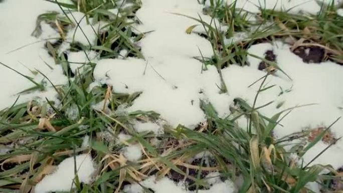 阴天降雪后冬小麦或大麦植物覆盖层