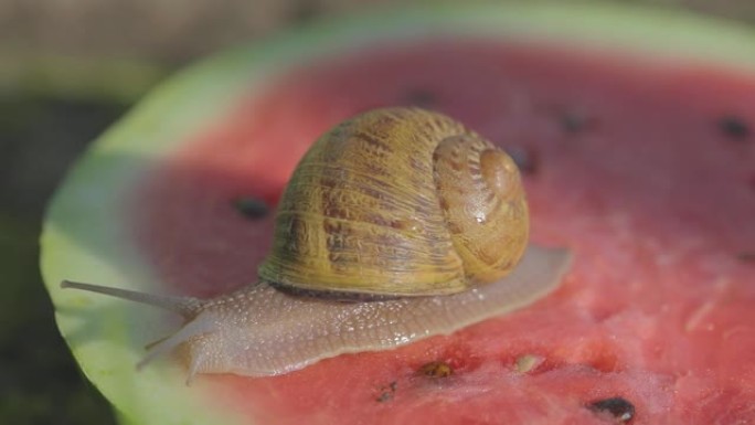 蜗牛在西瓜上。蜗牛在吃西瓜。蜗牛在西瓜上爬。蜗牛在西瓜上的特写