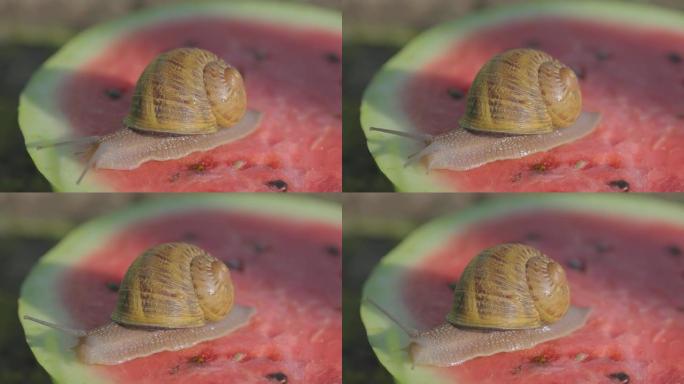 蜗牛在西瓜上。蜗牛在吃西瓜。蜗牛在西瓜上爬。蜗牛在西瓜上的特写