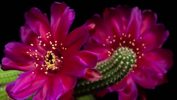 粉红色五颜六色的花朵盛开的仙人掌开放的延时