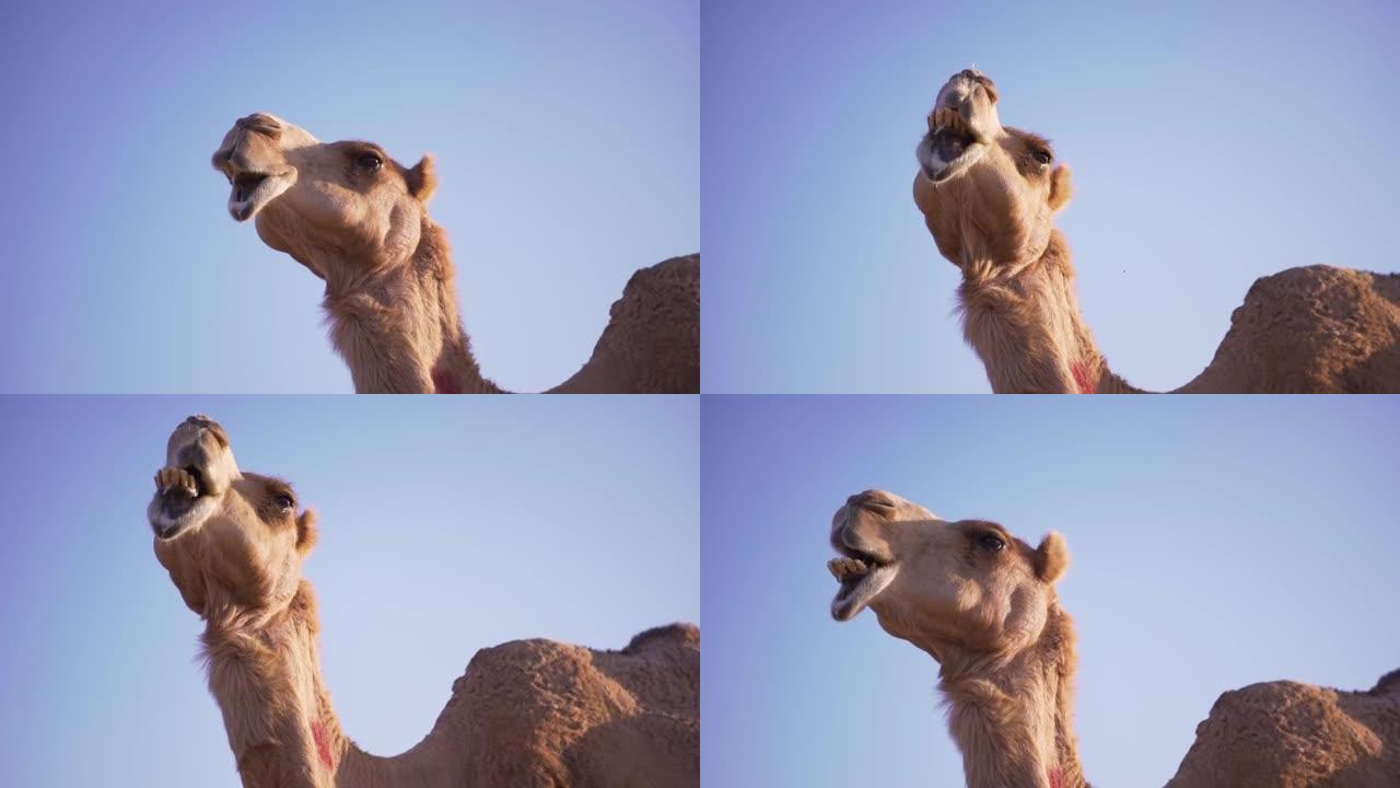 沙漠中的骆驼。骆驼农场。骆驼午餐，咀嚼。骆驼，骆驼。沙漠中骆驼的史诗视频。撒哈拉沙漠。阿联酋航空。阿