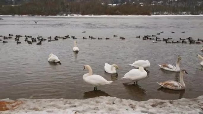 一群天鹅在立陶宛的水力发电厂附近过冬，冬季温暖的水流