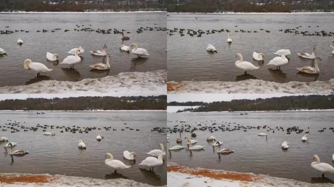 一群天鹅在立陶宛的水力发电厂附近过冬，冬季温暖的水流