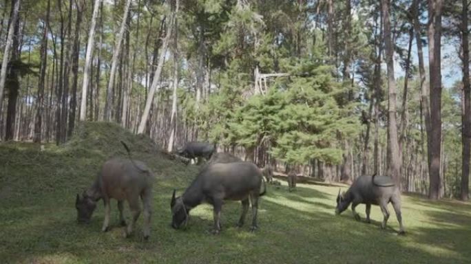 4k Dolly shot-水牛在森林，清迈，泰国。