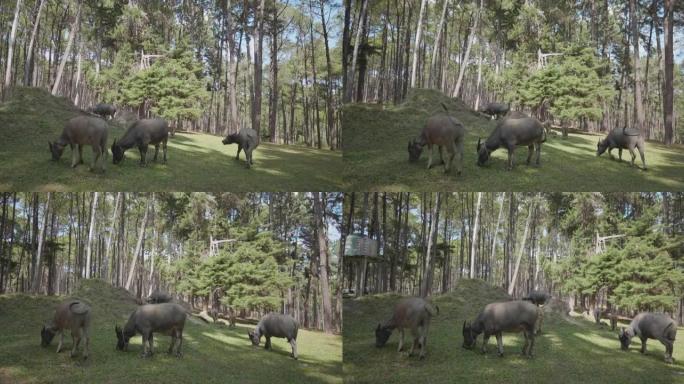 4k Dolly shot-水牛在森林，清迈，泰国。