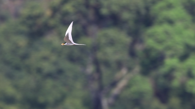一级保护动物黄嘴河燕鸥衔鱼飞行的升格视频