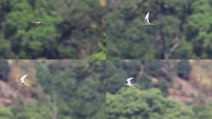 一级保护动物黄嘴河燕鸥衔鱼飞行的升格视频