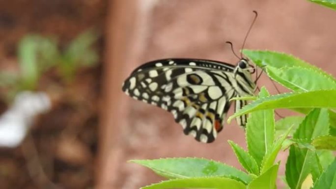 野外的特写蝴蝶，惊人的君主和白蝴蝶飞翔并收集食物。蝴蝶从科斯莫黄色的花中收集花蜜。
