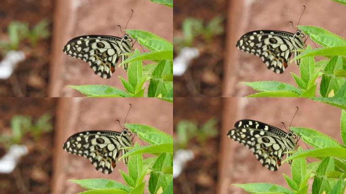 野外的特写蝴蝶，惊人的君主和白蝴蝶飞翔并收集食物。蝴蝶从科斯莫黄色的花中收集花蜜。