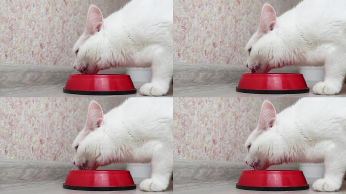 白猫从碗里拍水干食物。宠物营养概念，食物选择。粉色背景，极简主义。