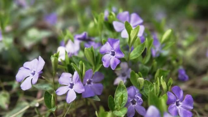 美丽的早期紫罗兰花或淡木紫罗兰 (Viola odorata) 春季开花，浅景深，微距拍摄。