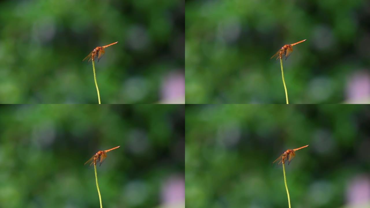 美丽的金红色蜻蜓在自然栖息地的植物茎上。