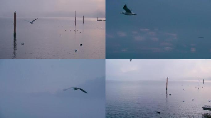 日落时格蒙登特劳恩湖的海鸥