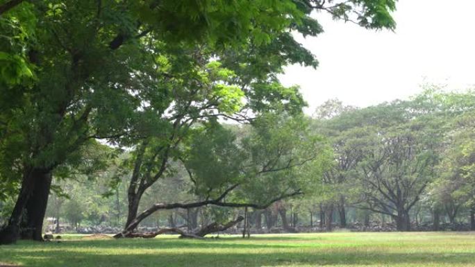 绿色公园的大树唯美空镜小清新惬意