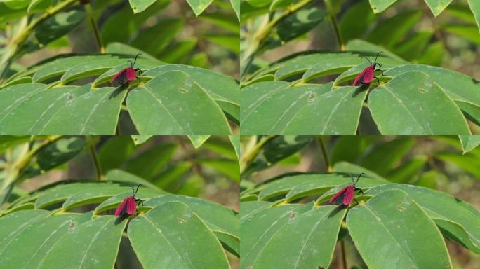 红网翅甲虫 (Lycidae)