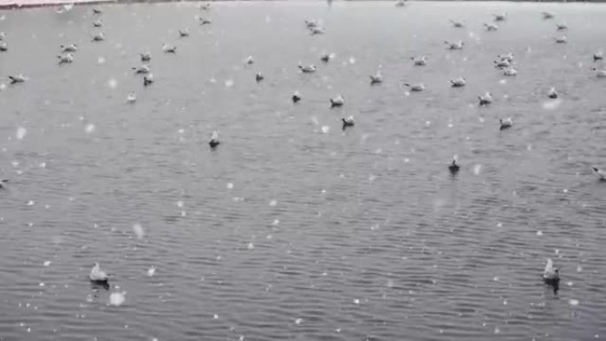 暴风雪期间海鸥在海上游泳