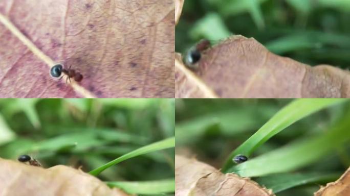 七点瓢虫 (瓢虫) 坐在叶子上，用微距拍摄它的东西。醋栗绿叶上的七叶虫 (七斑瓢虫)。绿色草地上瓢虫