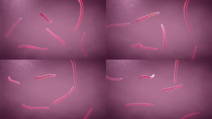 在粉红色流体中流动的棒状病毒颗粒-3d插图