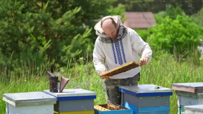 养蜂人用蜜蜂检查框架。养蜂人在夏天在养蜂场工作。蜜蜂在美丽的晴天采集蜂蜜。养蜂概念。