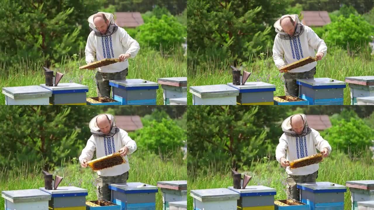 养蜂人用蜜蜂检查框架。养蜂人在夏天在养蜂场工作。蜜蜂在美丽的晴天采集蜂蜜。养蜂概念。